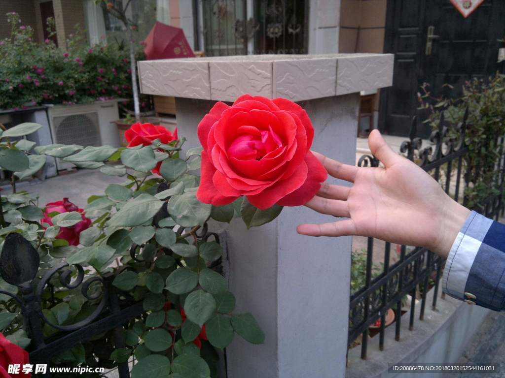 月季花