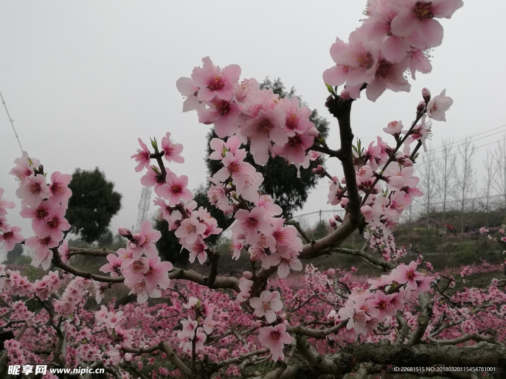 龙泉桃花