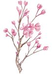春天桃花节樱花PSD