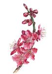 春天桃花节樱花PSD