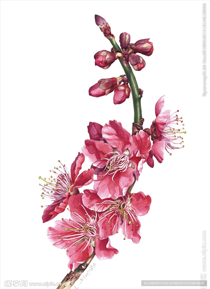 春天桃花节樱花PSD