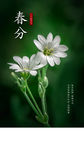 春分节气稿