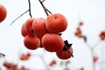 柿子满枝 柿子成熟 成熟柿子