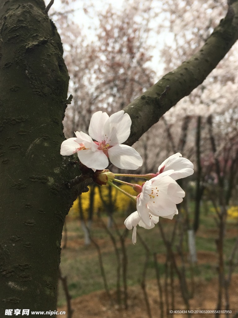 樱花
