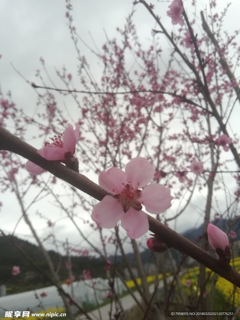 桃花
