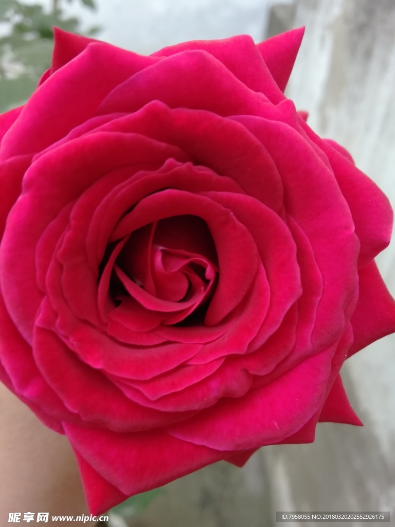 玫瑰花