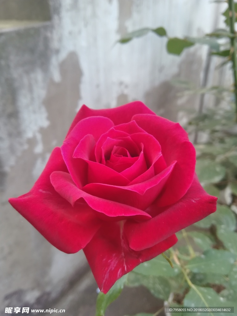 月季花