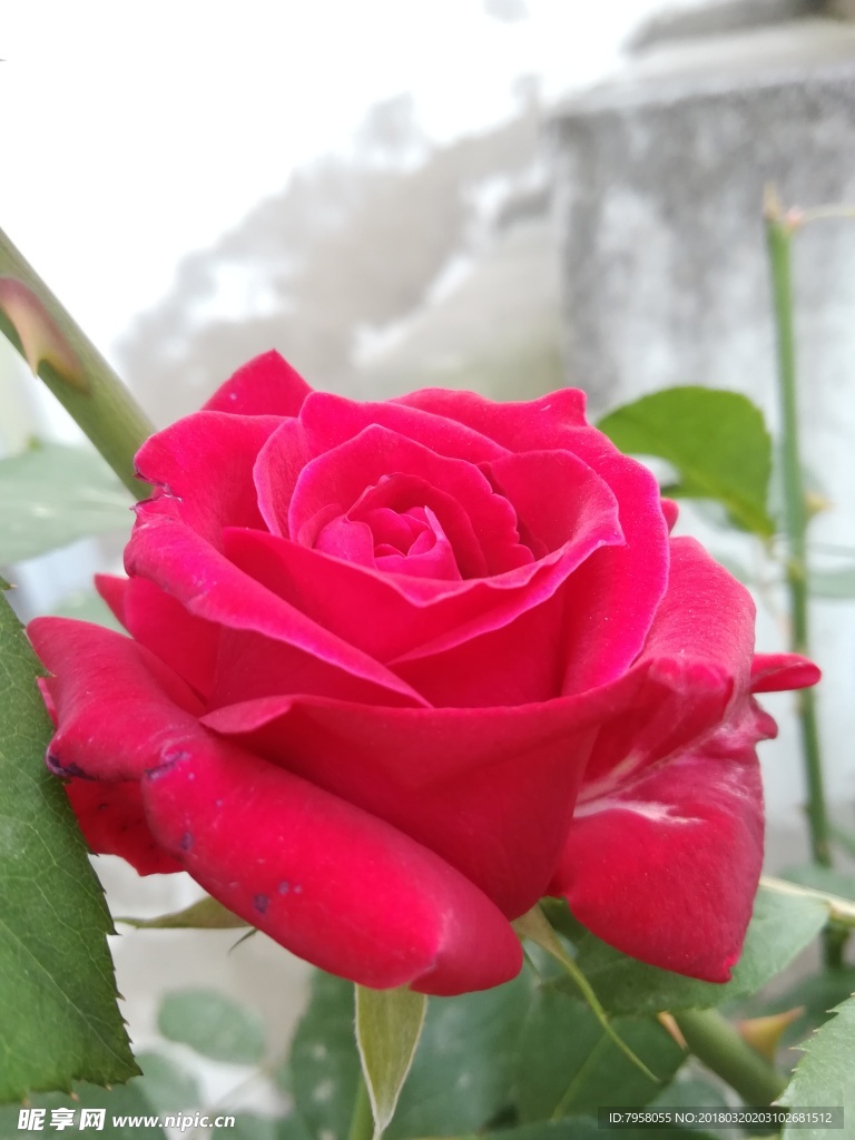 月季花