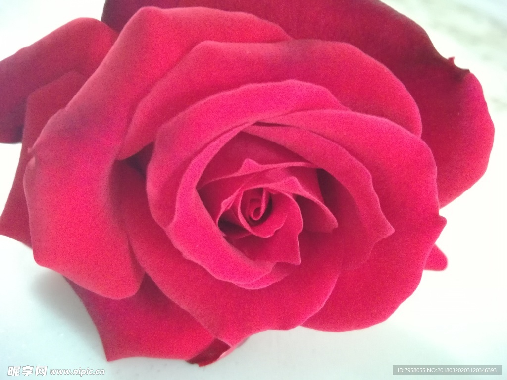 玫瑰花