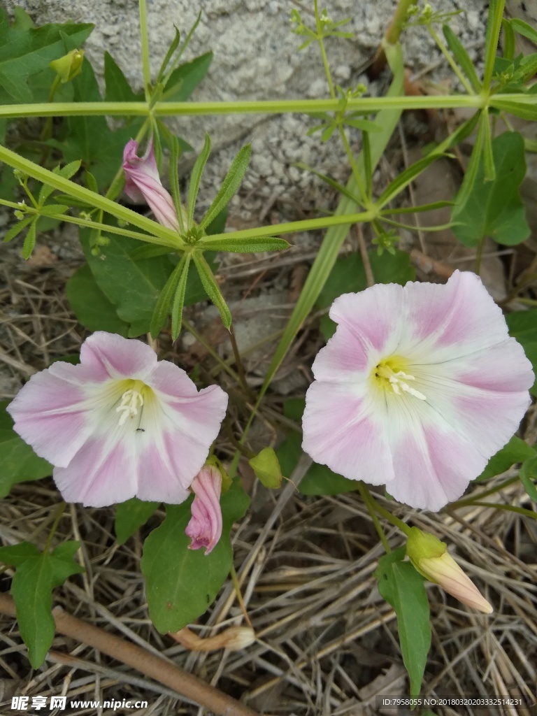 牵牛花