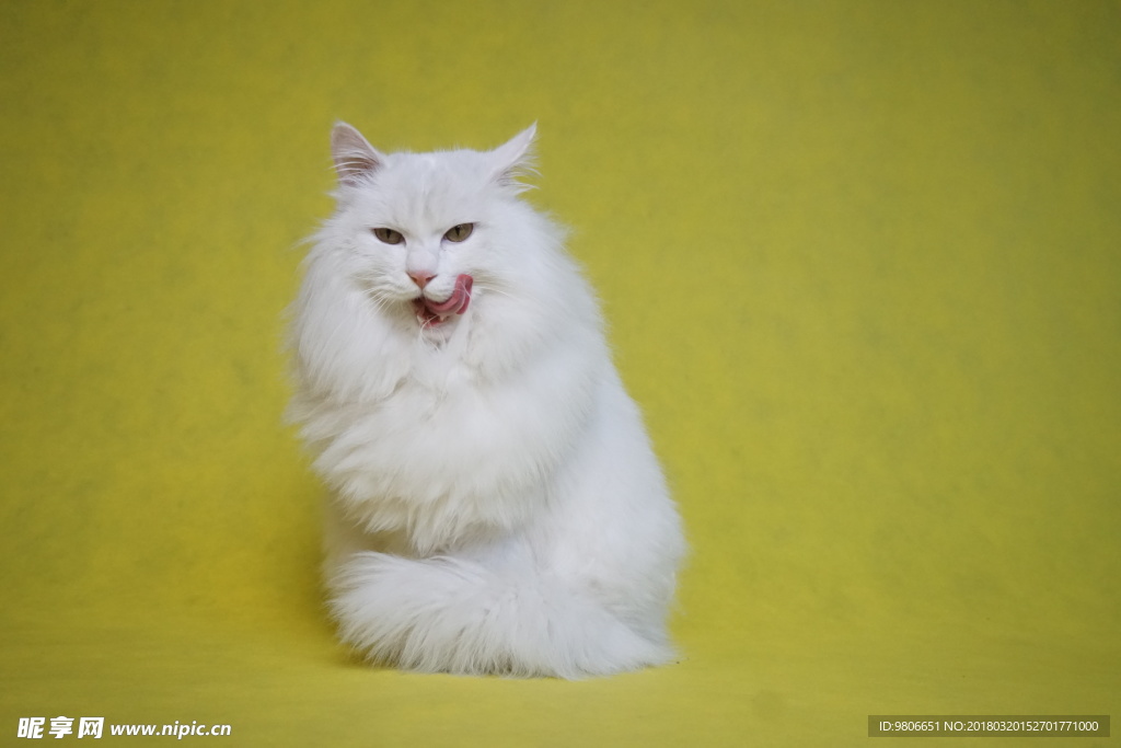 猫咪（小白）