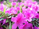 杜鹃花