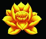 金色莲花