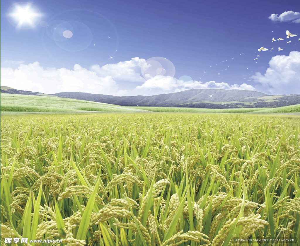 农业 水稻场景