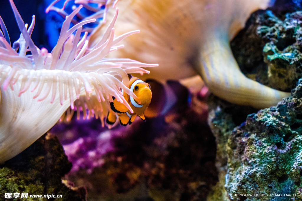 珊瑚 小丑鱼