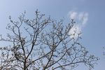梅花树