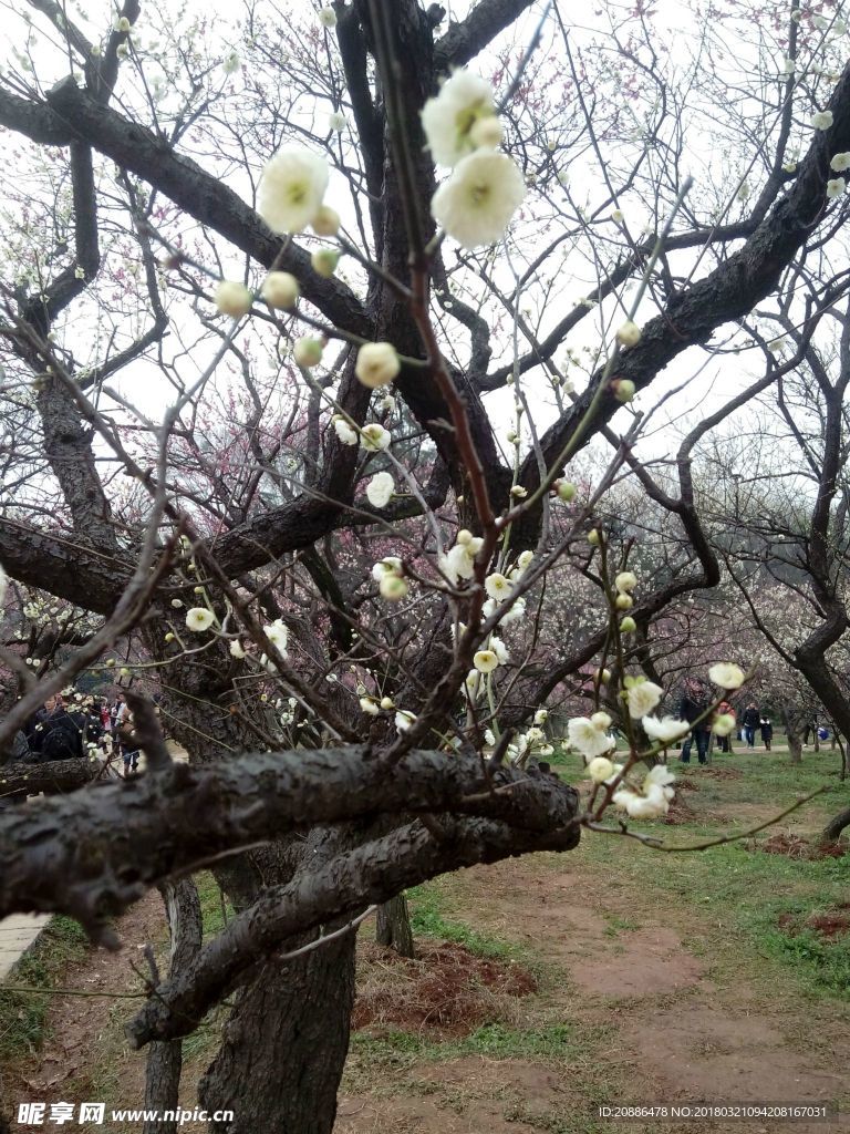 梅花树