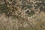 梅花树