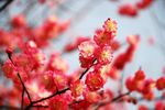 梅花树