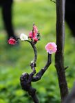 梅花树