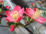 海棠花