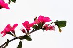 海棠花