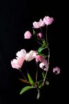海棠花