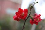 海棠花
