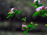 海棠花