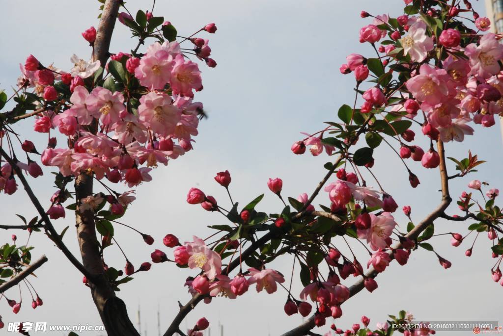 海棠花