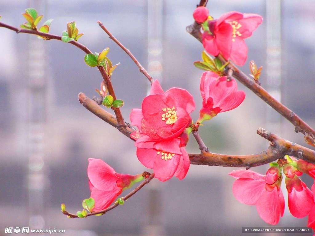 海棠花