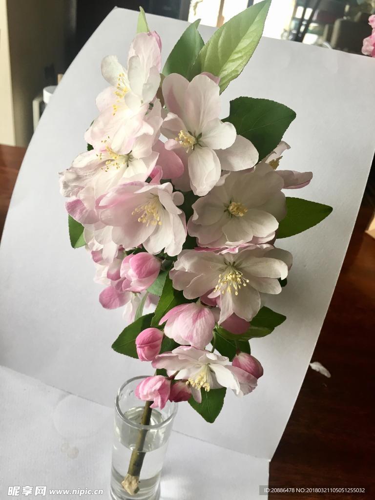 海棠花