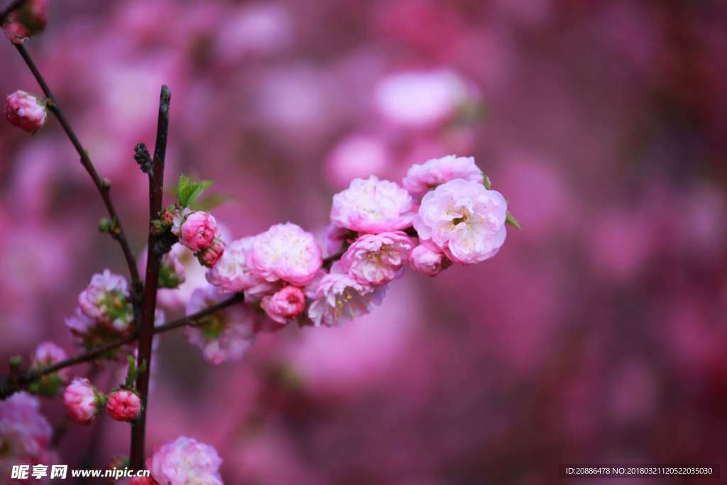 桃花