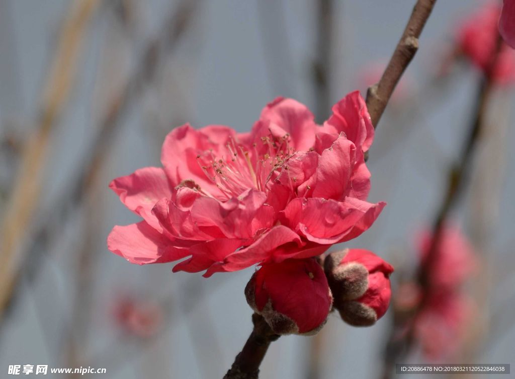桃花