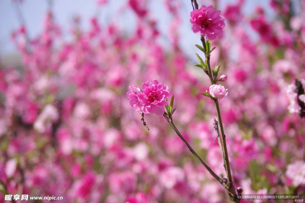 桃花