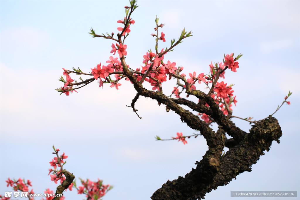 桃花