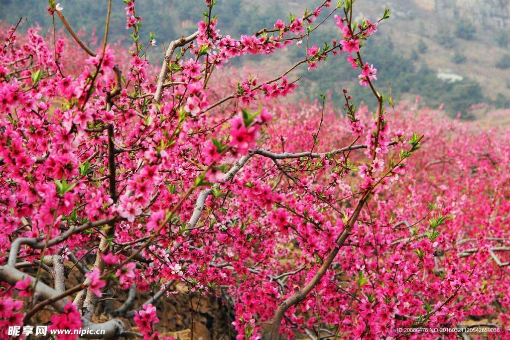 桃花