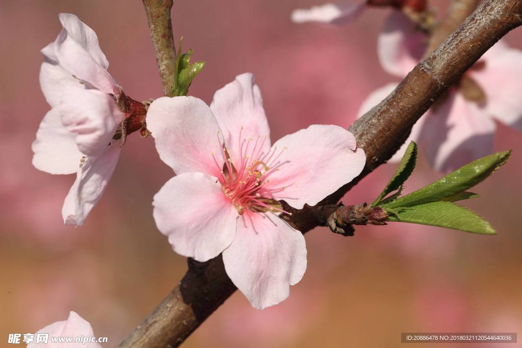 桃花