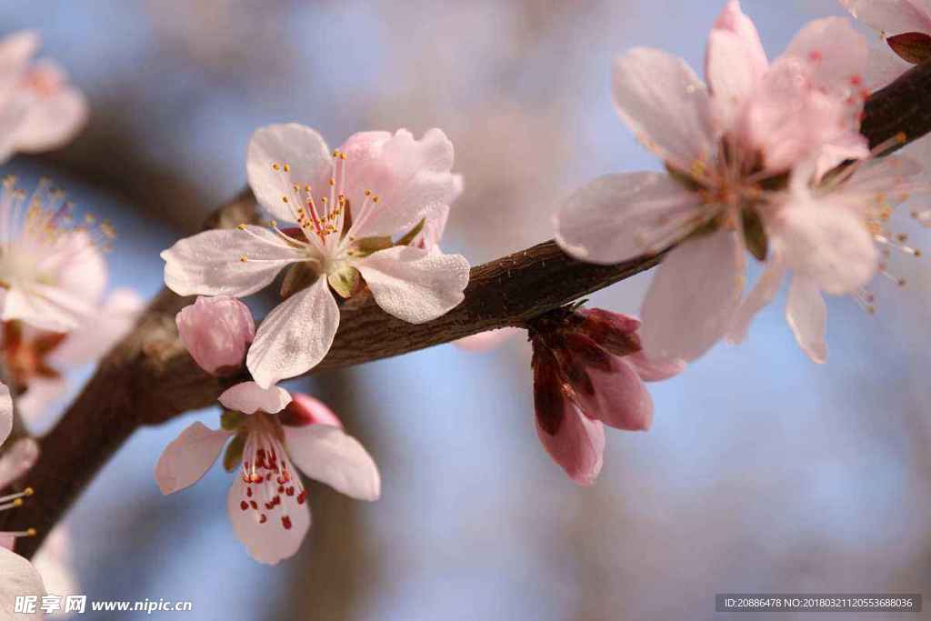 桃花