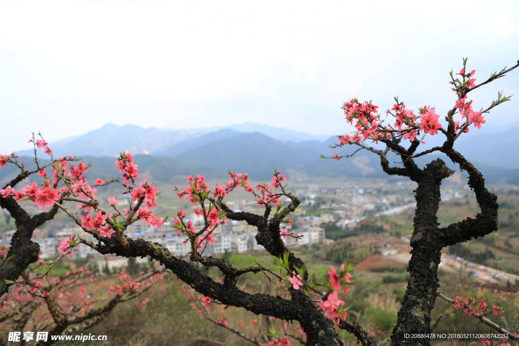 桃花