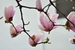 玉兰