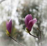 玉兰