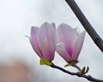 玉兰