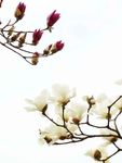 玉兰
