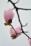 玉兰