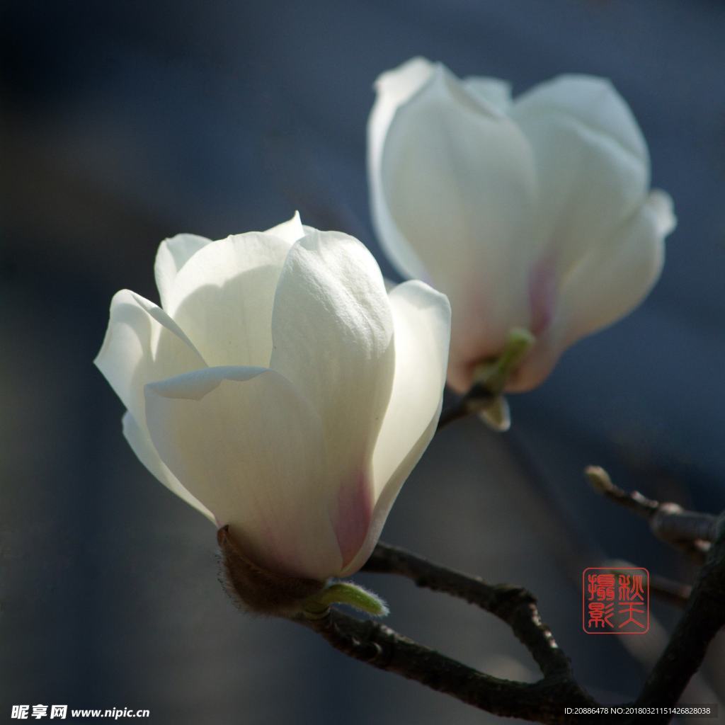 玉兰