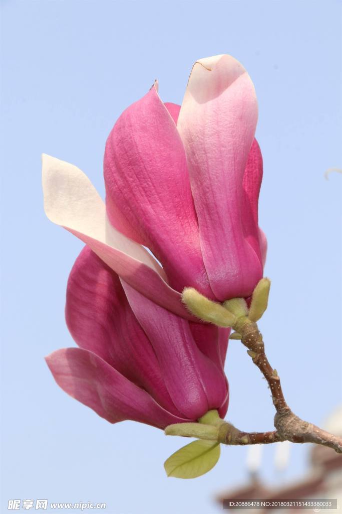玉兰