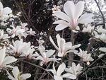 玉兰