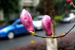 玉兰