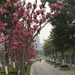 玉兰